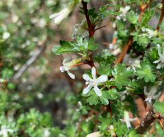 Ribes leptanthum