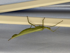 Podacanthus viridiroseus