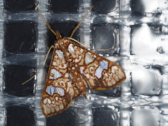 Glyphodes canthusalis