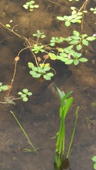 Geophagus iporangensis