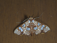 Glyphodes canthusalis