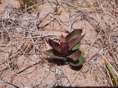 Asclepias × aequicornu
