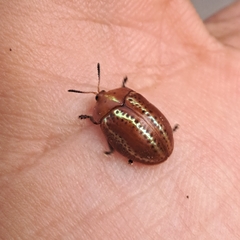 Chelymorpha alternans