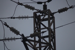 Falco tinnunculus canariensis