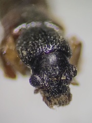 Bledius
