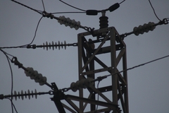 Falco tinnunculus canariensis