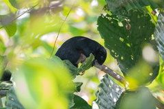 Callosciurus prevostii pluto