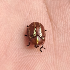 Chelymorpha alternans