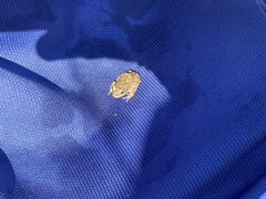 Pleurodema bufoninum