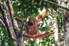 Pongo pygmaeus morio