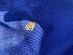 Pleurodema bufoninum