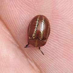 Chelymorpha alternans