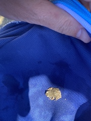 Pleurodema bufoninum