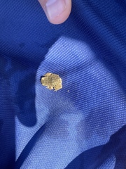 Pleurodema bufoninum