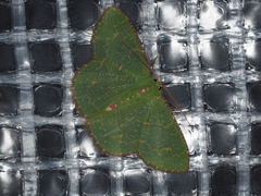 Eucyclodes metaspila