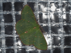 Eucyclodes metaspila