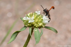 Spermacoce verticillata