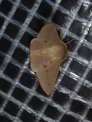 Oenochroma phyllomorpha