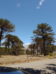 Araucaria araucana