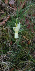 Narcissus triandrus