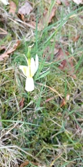 Narcissus triandrus