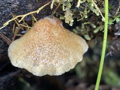 Crepidotus calolepis