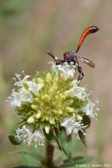 Spermacoce verticillata