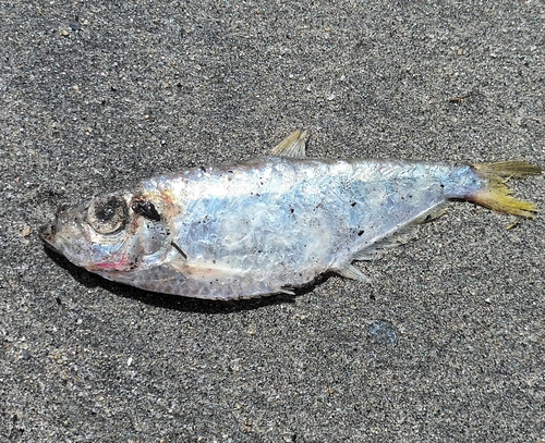American coastal pellona (Pellona harroweri) — Pristigasteridae — 4