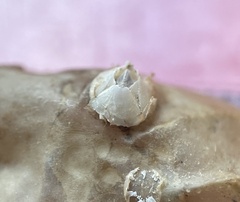 Amphibalanus improvisus