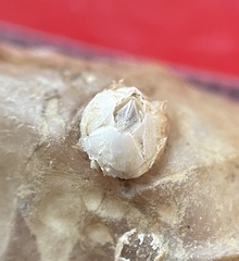 Amphibalanus improvisus