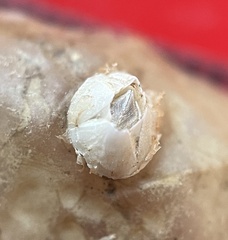 Amphibalanus improvisus