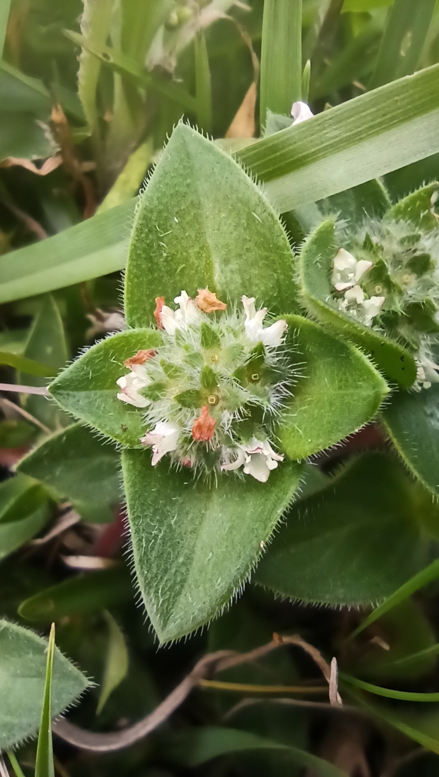 Richardia humistrata