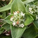 South American Mexican Clover - Photo (c) Rafael Tosi, some rights reserved (CC BY), uploaded by Rafael Tosi