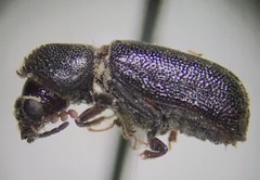 Bostrichidae