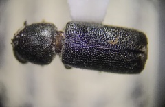 Bostrichidae