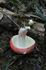 Russula lepida