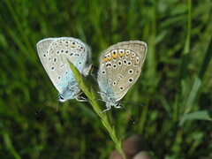 Polyommatus amandus
