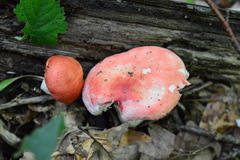 Russula lepida