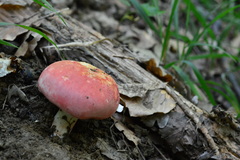Russula lepida