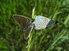 Polyommatus amandus