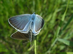 Polyommatus amandus