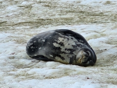 Leptonychotes weddellii