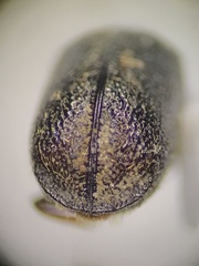 Bostrichidae