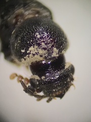 Bostrichidae