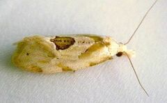 Aethes angustana