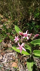 Oxypetalum solanoides