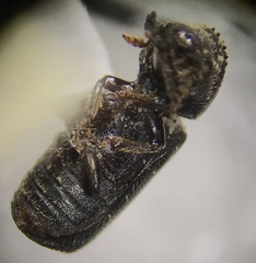Bostrichidae