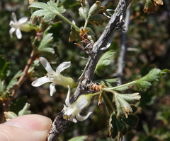 Ribes leptanthum