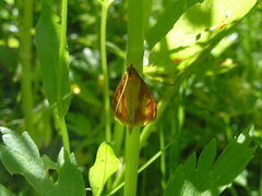 Ostrinia palustralis
