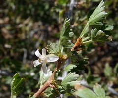 Ribes leptanthum
